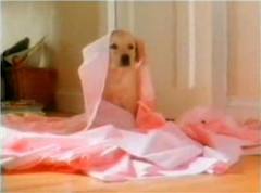 andrex-puppy3